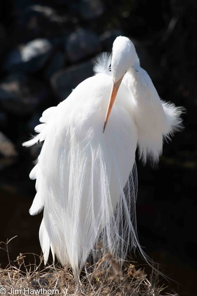 Murrells Inlet Marshlands - Image 1
