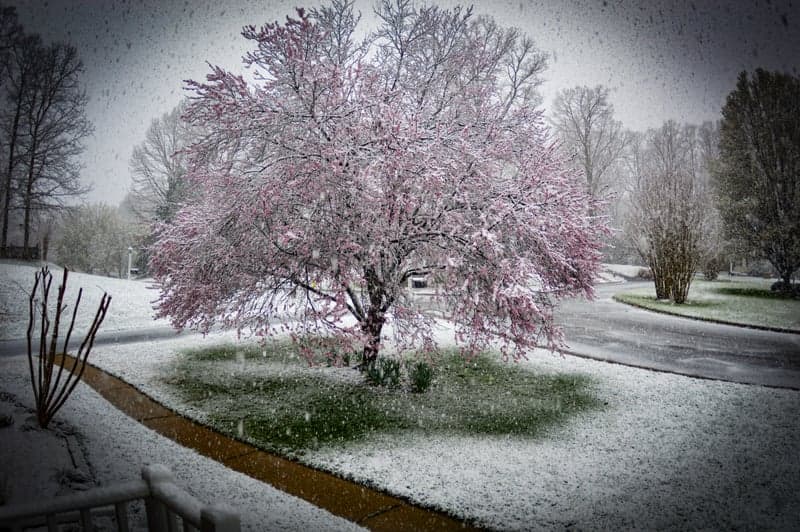 Midlothian Spring Blossom Spot