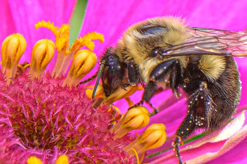 Morganton Garden Macro Spot