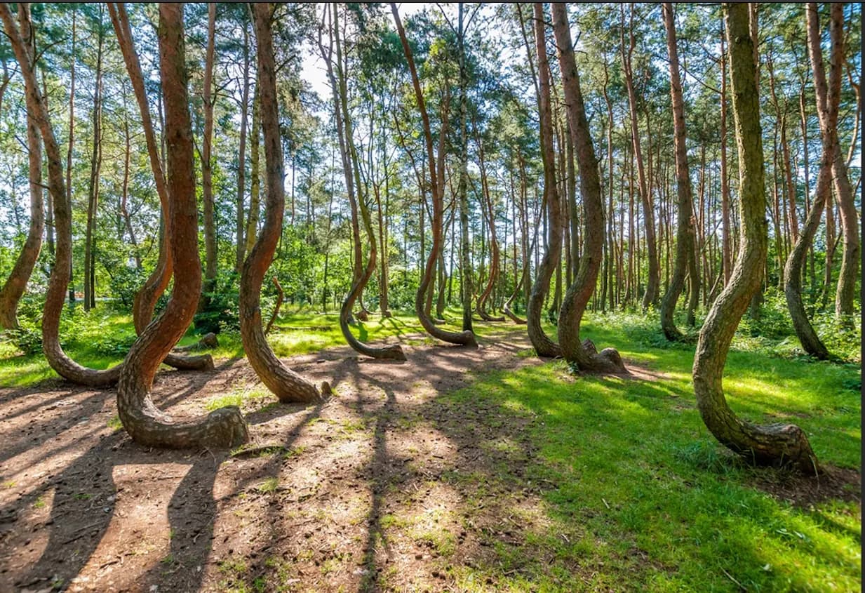 Crooked Forest (Krzywy Las)