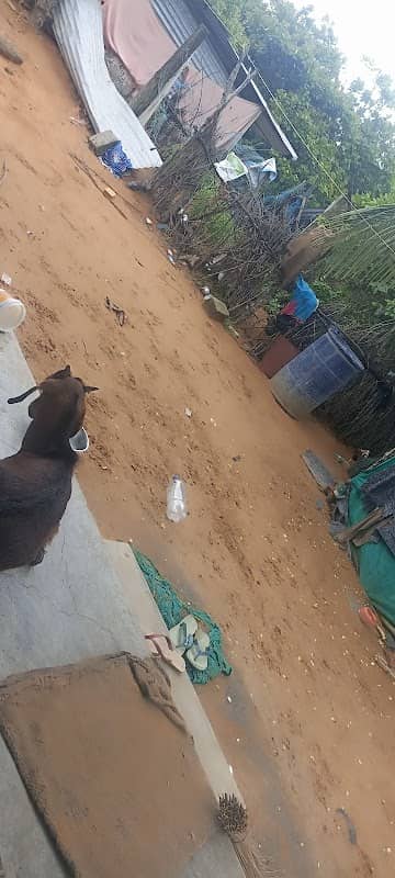 Surada muthyalu yeddirayalu - Image 1