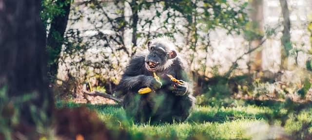 Chimp Haven, Inc. - Image 1