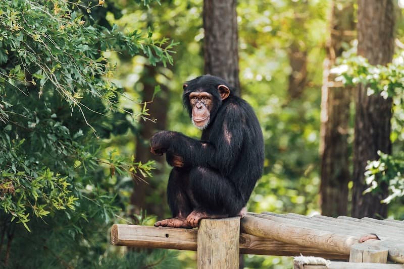 Chimp Haven, Inc. - Image 2