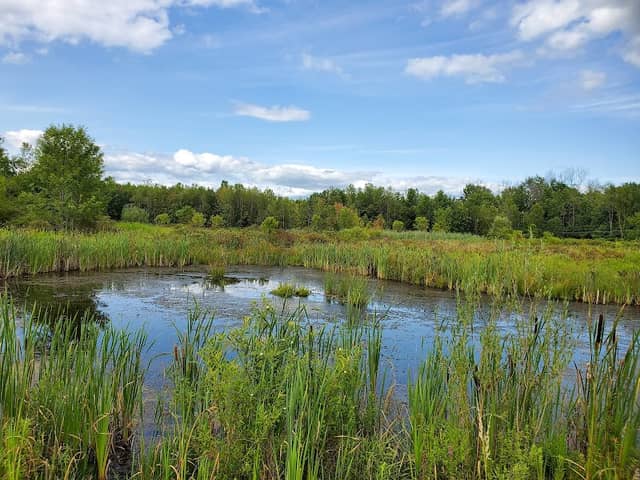 Great Swamp Conservancy - Image 1