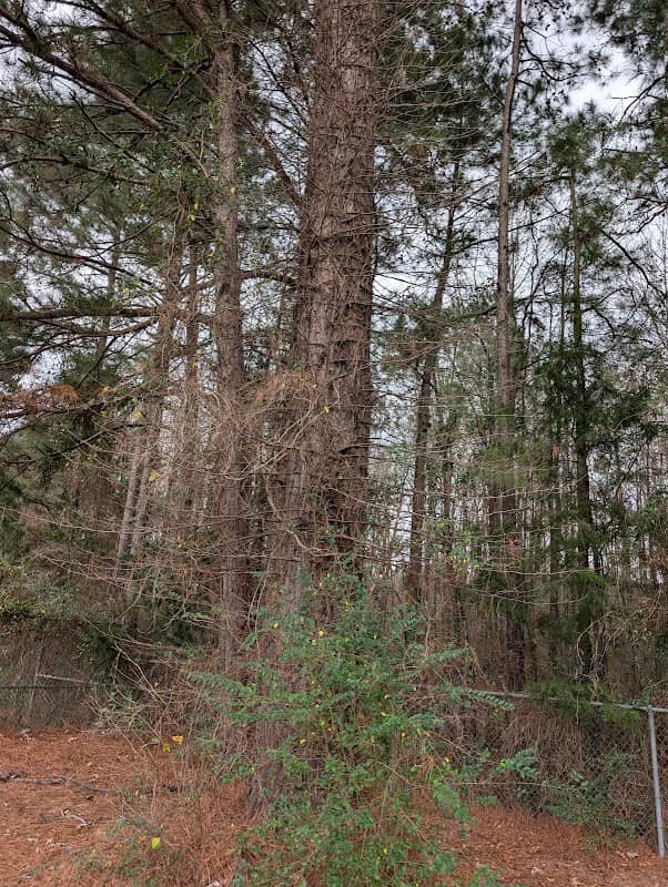 Keithville Community Park - Image 2