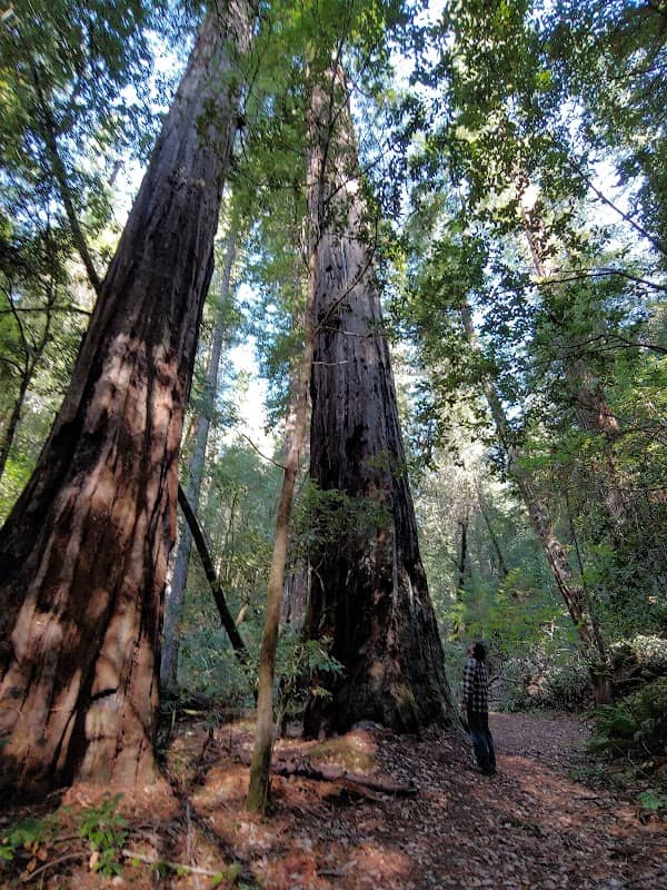 Ohl Redwood Grove Park - Image 1