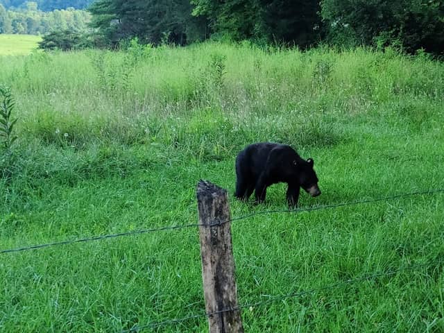 Cades Cove Heritage Tours - Image 1