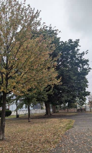 Terry Collins Park - Image 2