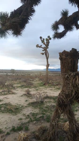 Big Rock Wash Wildlife Sanctuary - Image 2