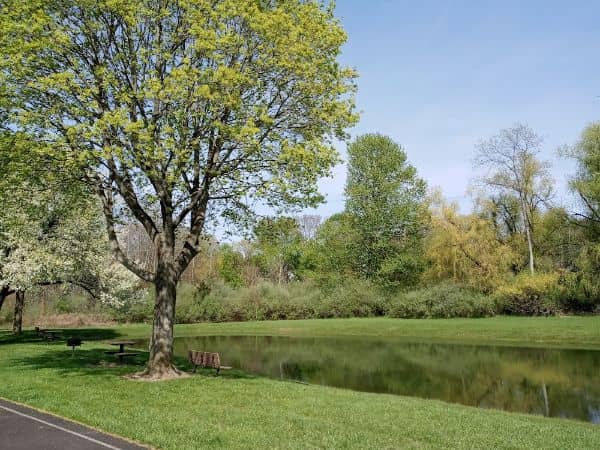 Pine Street Park - Image 2