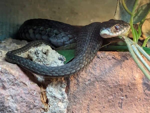 Amphibians, Reptiles, and Fish Museum - Image 3