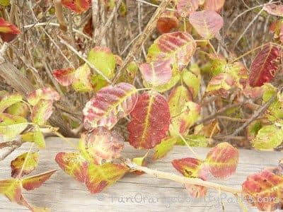 Nature Park - Image 5