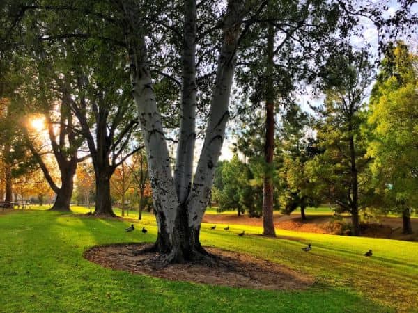 Simi Hills Neighborhood Park - Image 3