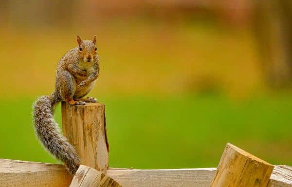 Squirrel Kingdom - Image 3
