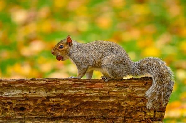 Squirrel Kingdom - Image 4