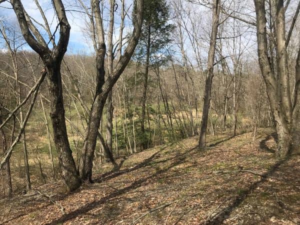 Frelinghuysen Forest Preserve - Image 3
