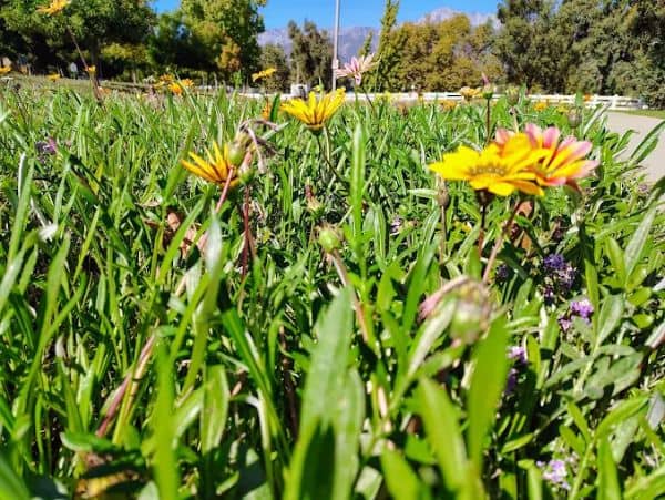 Windrows Park - Image 1