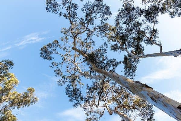 Serrano Creek Park - Image 3