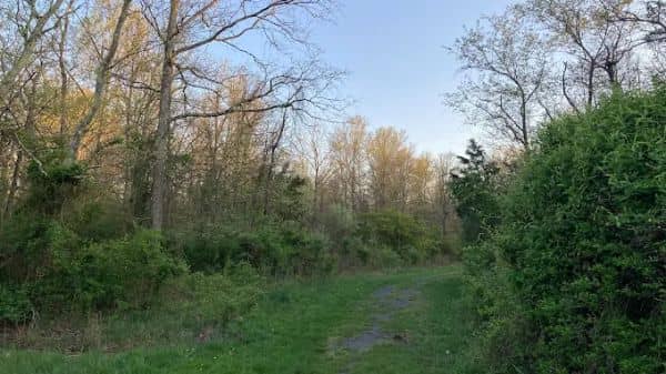 Cherry Brook preserve - Image 1