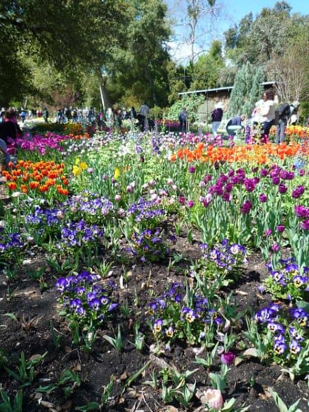 Descanso Gardens - Image 2