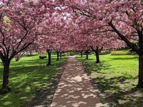 Tibbits Park - Image 2