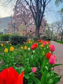 Tibbits Park - Image 3