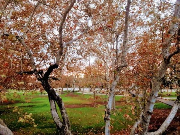 Sycamore Park - Image 3