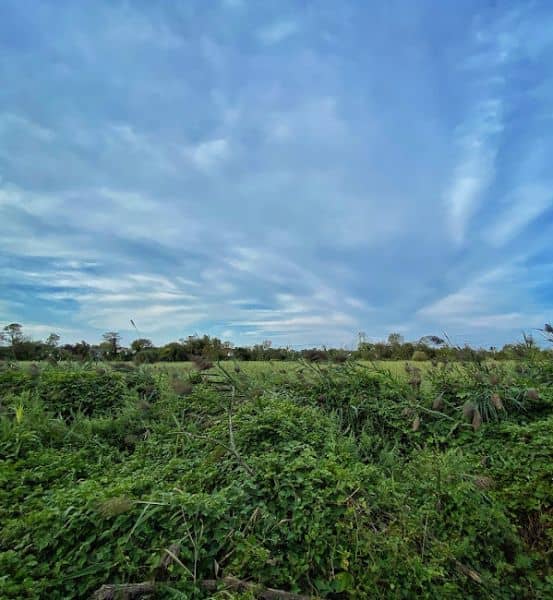 South Beach Wetlands - Image 1