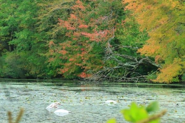 Millers Pond County Park - Image 2