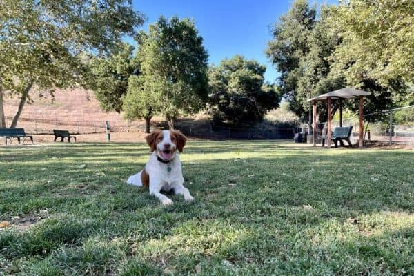 Simi Dog Park - Image 2