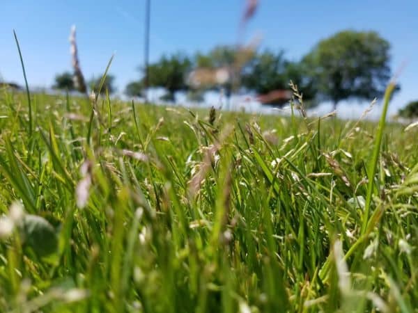 Live Oak Park - Image 1