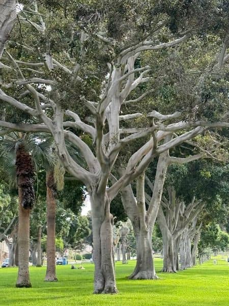 El Prado Park - Image 2