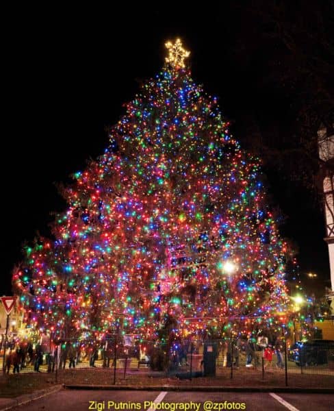 Ridgewood Christmas Tree - Image 3