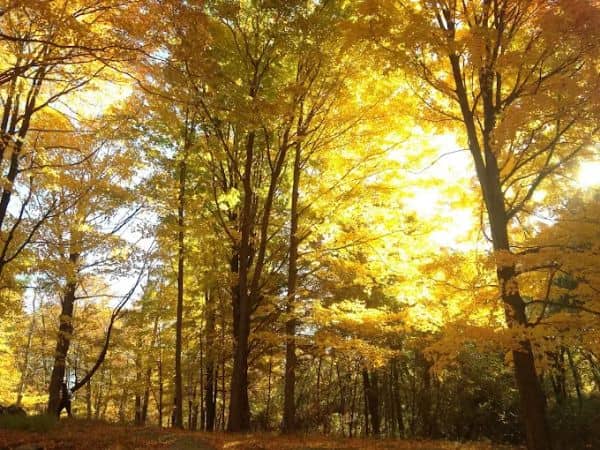 Taconic Outdoor Education Center - Image 1