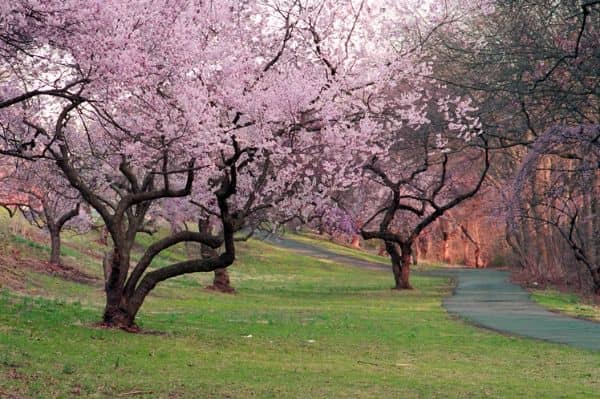 Branch Brook Park - Image 3