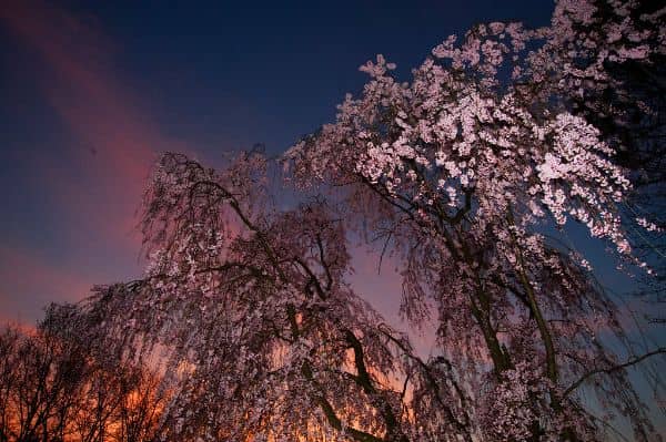 Branch Brook Park - Image 1