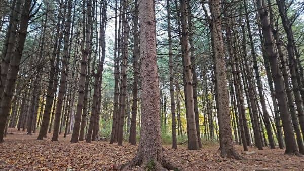 Kennedy Dells County Park Loop Hike - Image 2