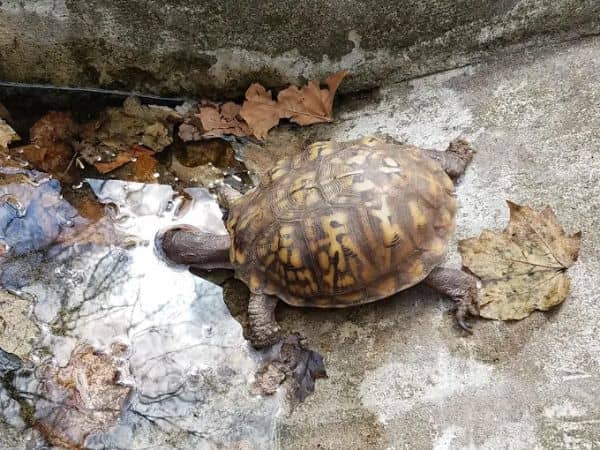 Hudson Highlands Wildlife Education Campus - Image 3