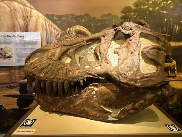 Raymond M. Alf Museum of Paleontology - Image 1