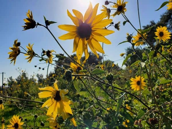 San Dimas Canyon Park - Image 3
