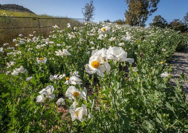 Conejo Valley Botanic Garden - Image 2