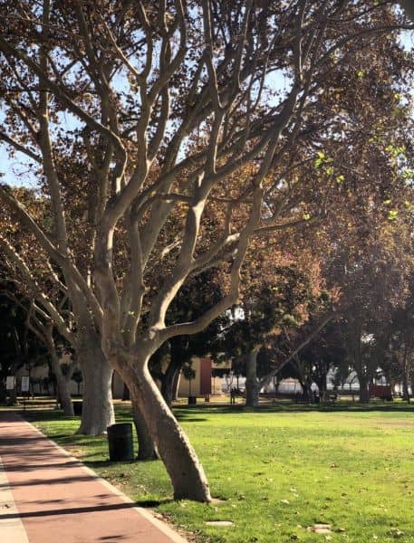 Pico Park - Image 2