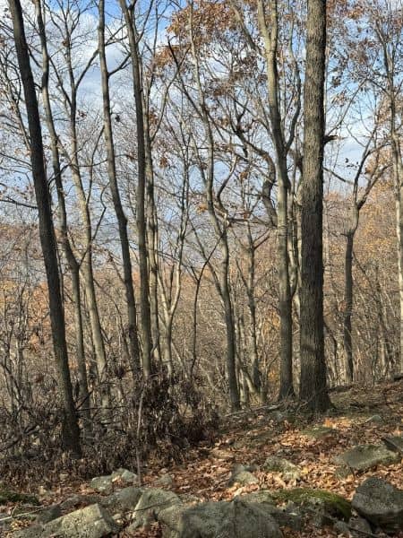 Cushetunk Mountain Preserve - Image 3