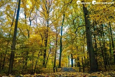 Tibbetts Brook Park - Image 3