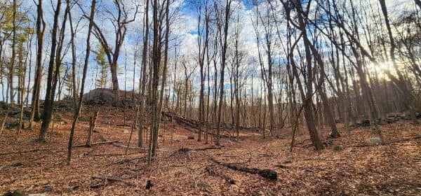 Farrington Woods - Image 3