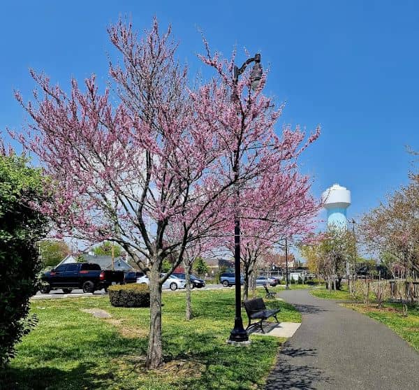Mill River Complex Park - Image 2