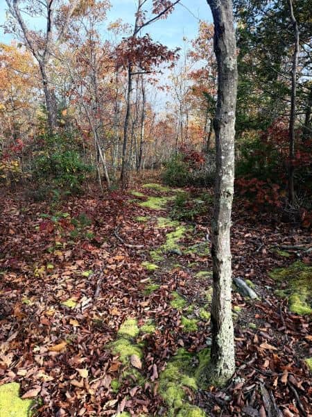 Ice Pond conservation area - Image 1
