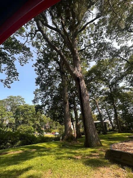 Central Park - Image 1