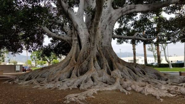 Big Tree Park and Historical Marker - Image 3