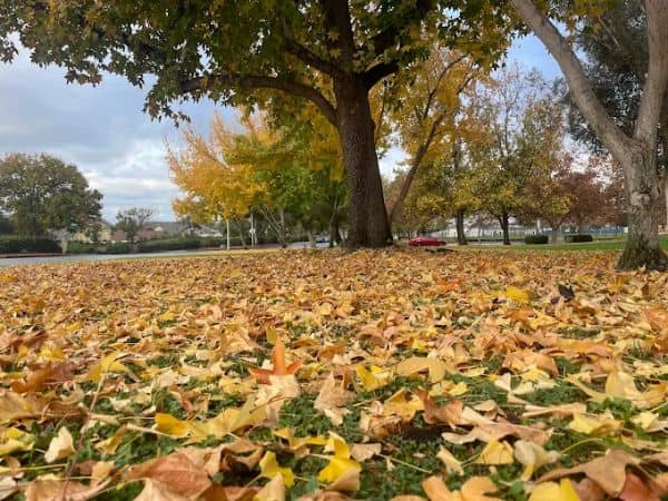 Victoria Groves Park - Image 2